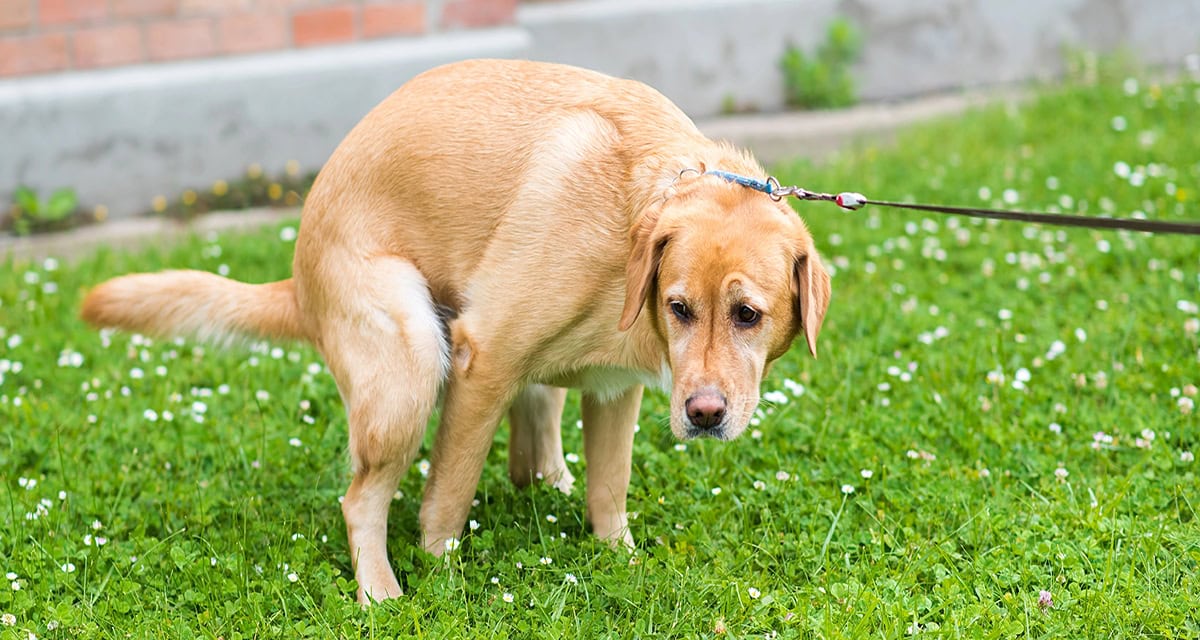 Help Poor Pinterest IBS in Dogs: Irritable Bowel Syndrome Symptoms, Management & More - Dr ...