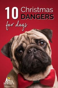 photo pug and title 10 holiday dangers for dogs