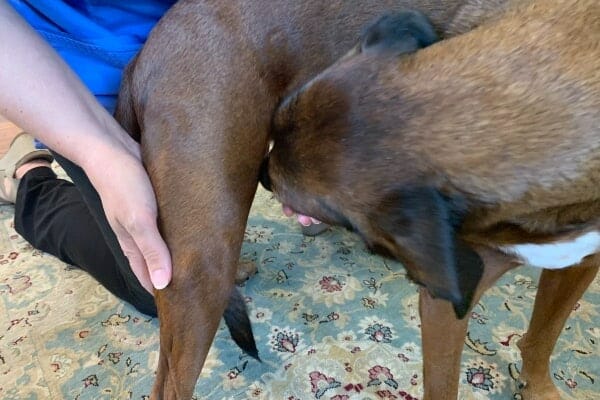 Dr. Buzby's hands checking the popliteal lymph nodes of Redbone Coonhound, photo