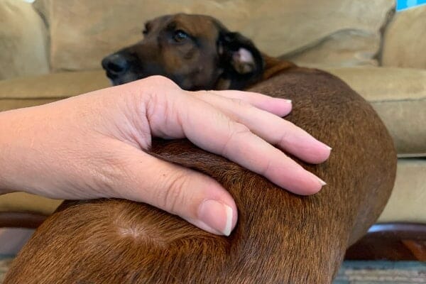 Dr. Buzby's thumb flipping the dog's hair to inspect for fleas as part of the dog health check, photo