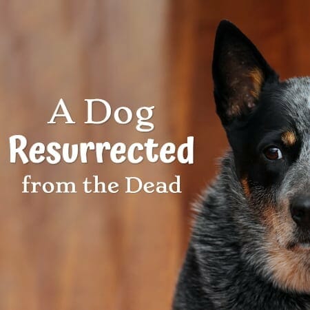 Dog and title of Dr. Buzby's Podcast, A Dog Resurrected from the Dead 