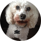 Bichon-cavalier spaniel dog mix able to get up on slippery floors wearing ToeGrips 