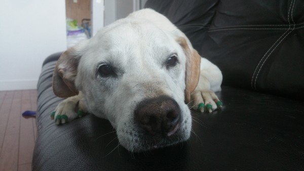 Poh the Dog sitting on couch at a visit to Dr. Buzby