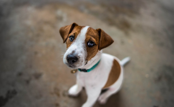 brown and white dog looking up as if ready to learn about omega 3 fatty acids for dogs