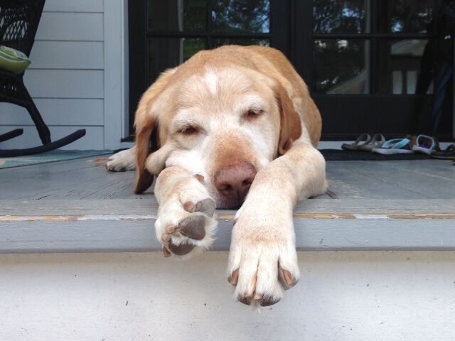 Senior labrador laying on the porch sleeping, photo