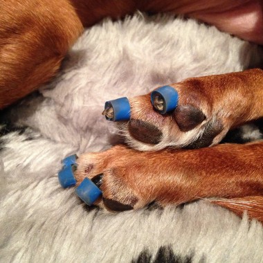 Blue ToeGrips® dog nail grips on the toenails of paralyzed dog 
