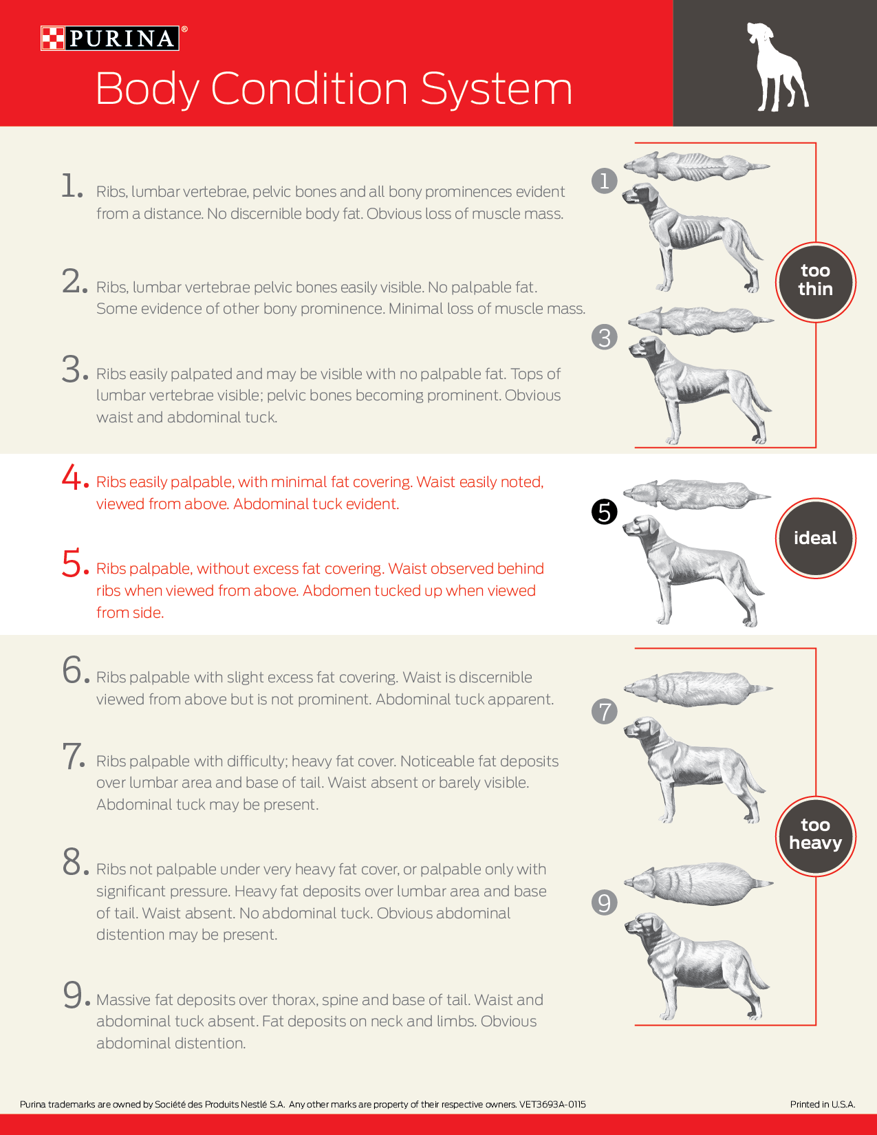 canine body condition score with the title Purina Body Condition Score System
