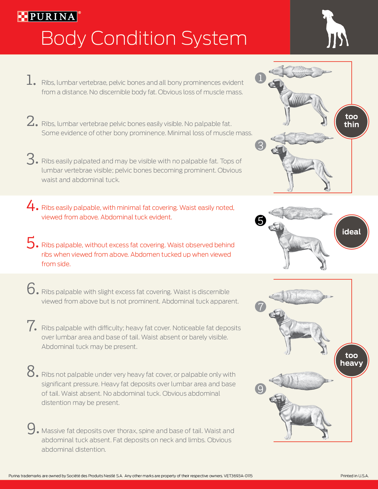 How heavy should my dog be - dog body condition score