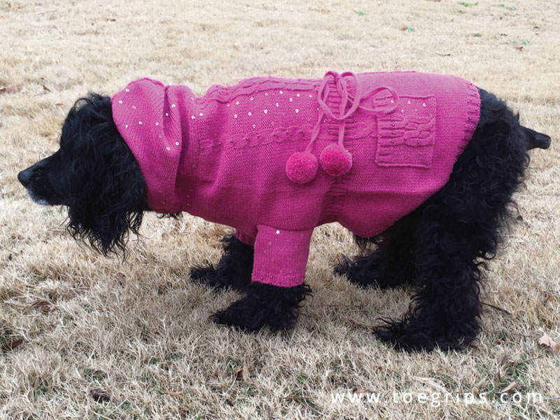 Remy, a senior dog wearing pink sweater, poses for her picture for blog post about the importance of the whole pet care
