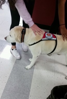 Cali in therapy dog mode