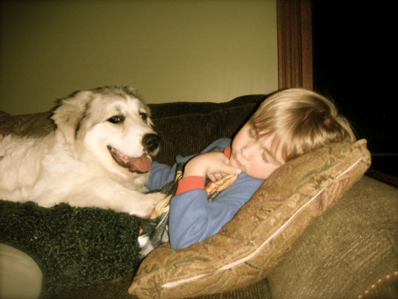 Great Pyrenees dog lying on couch with family member