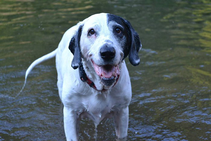 Older dog with a happy face and standing in water