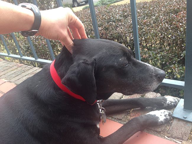 Black dog getting a head rub during dog nail trim