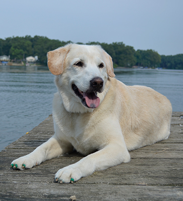 Lab rescue dog wearing green ToeGrips® for senior dogs and lying on on dock with lake in background