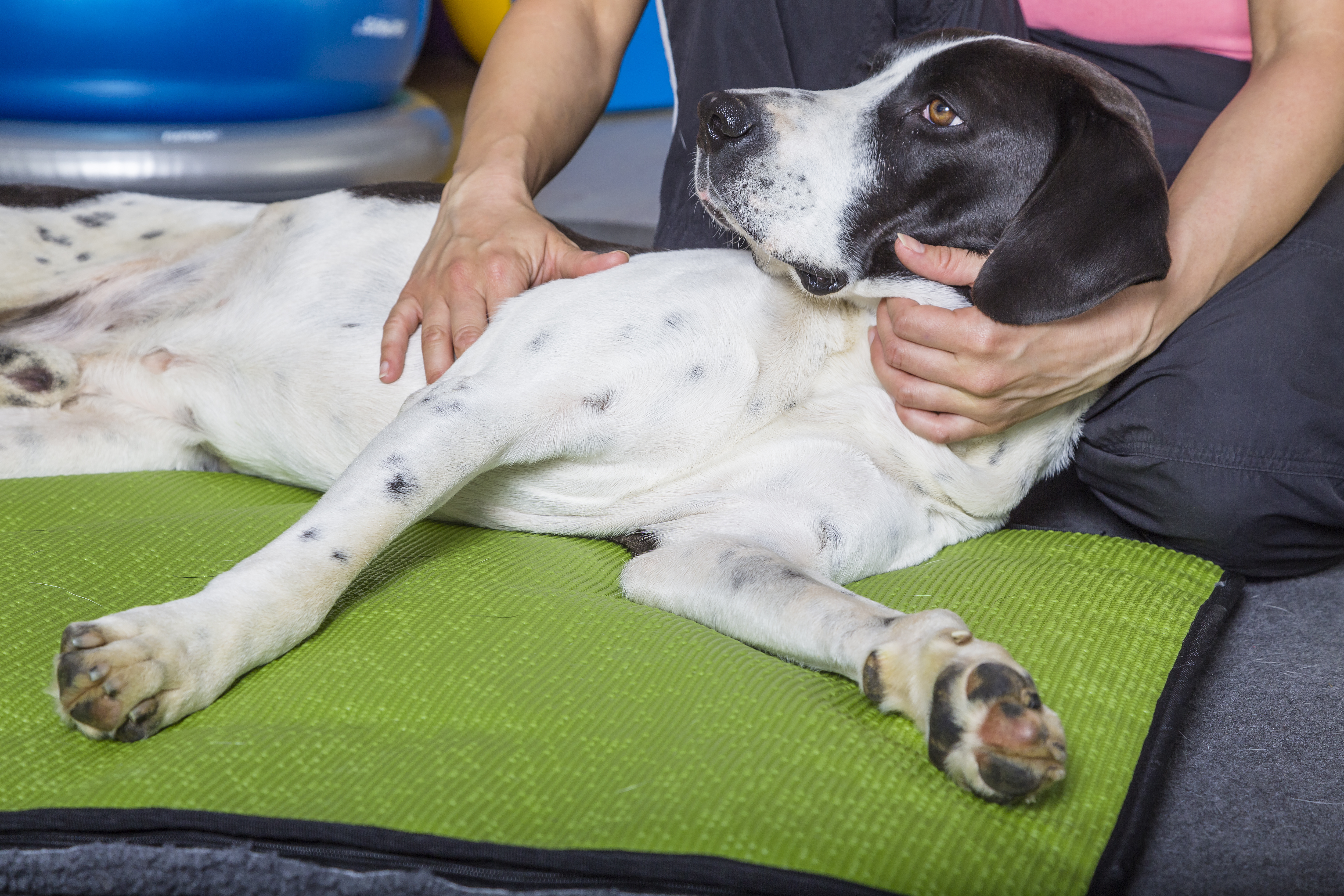 Hands on dog as he lies on his side as part of understanding veterinary orthotics and prosthetics