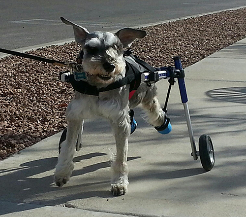 Grey miniature schnauzer after being diagnosed with fibrocartilaginous embolism 