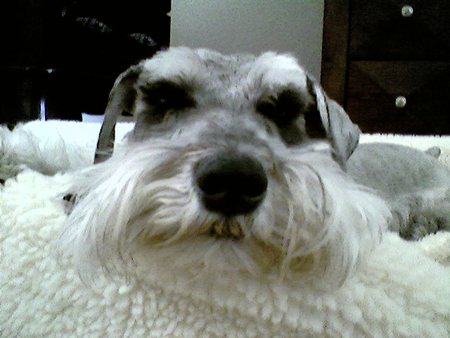Close-up of Ozzy a miniature schnauzer dog who had a spinal stroke