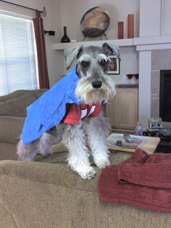 Ozzy, a grey schnauzer, stands on top of couch