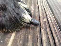Dog's paw with split nail