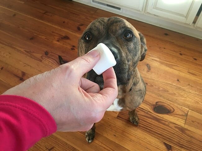 Hand holding marshmallow and dog looking at it as if the dog won't take pills