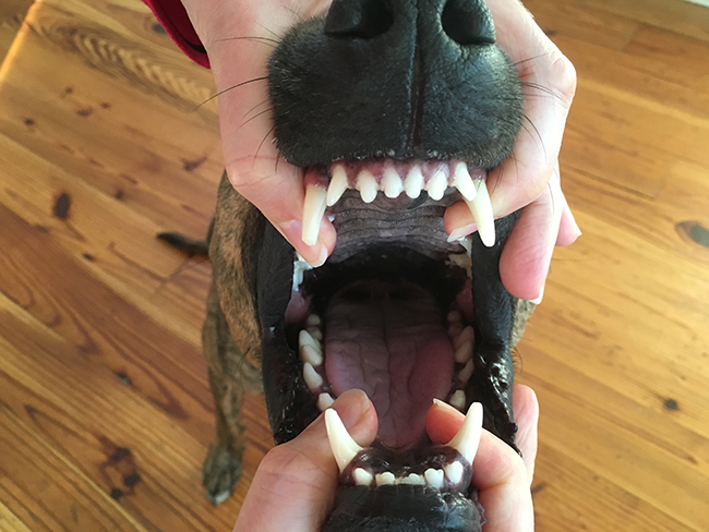vet's hands holding the top and bottom jaws of dog's mouth open to demonstrate how to get your dog to take a pill as a last resort