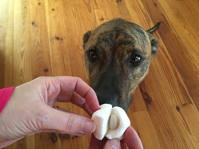 dog won't take pills so dog owner holds a marshmallow split in half with pill hidden inside and dog looking at it 
