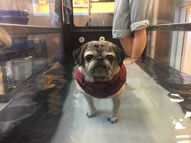 pug receiving hydro physical therapy 