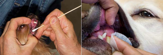 Dog owner brushing dog's teeth with a Q-tip and dog owner wiping dog's teeth as a way to brush dog's teeth