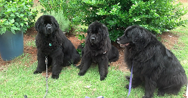 three black dog's waiting in the grass before going to the vet