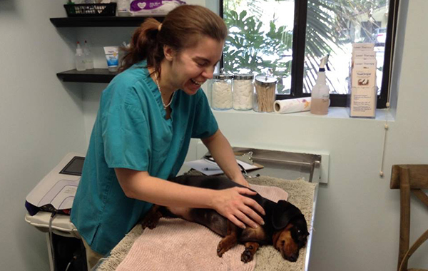 A small dog being examined by veterianarian Dr. Julie Buzby at a vet visit