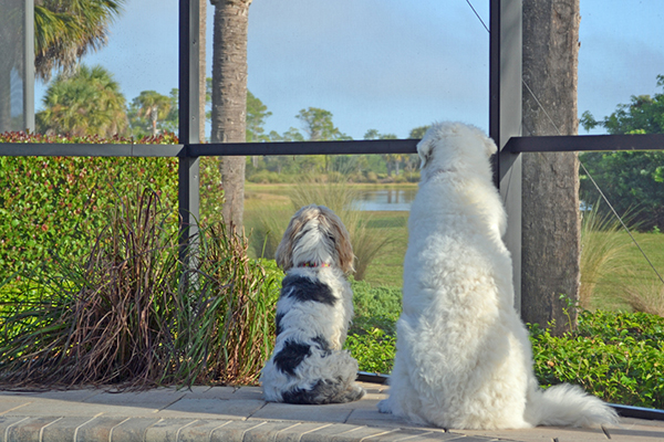 two senior dogs looking out at a pond 