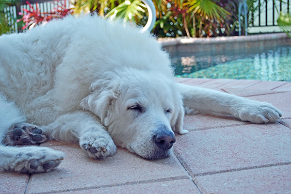 senior dog sleeping by pool