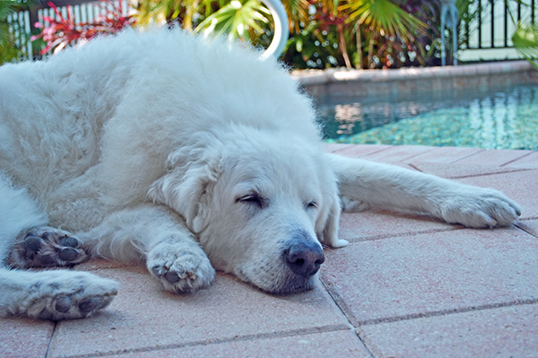 5 Ways To Prevent Boredom for Your Aging Dog - Minnesota Veterinary  Hospital