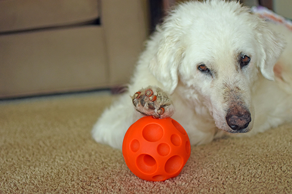 senior dog with a red treat dispensing ball as a way to keep an aging dog's mind fit