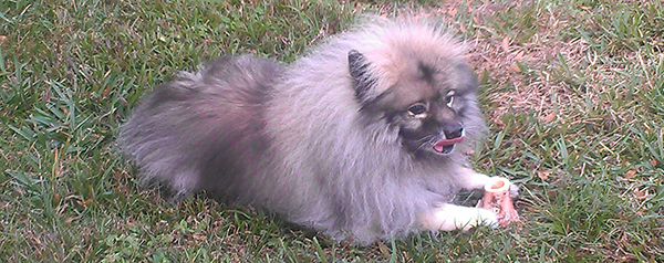 keeshond lying on grass following recovering from a splenectomy 
