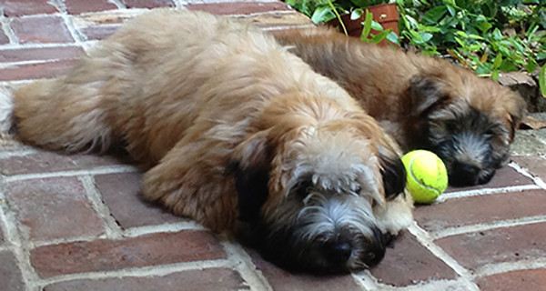 Two dogs lying outside after playing with tennis ball before going to the vet