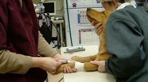 dog-pre-anesthesia-blood-draw