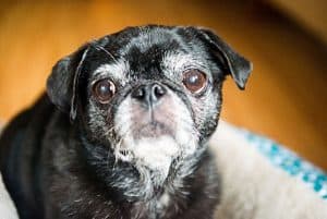 senior dog with grey muzzle and choosing whether dog is too old for anesthesia 