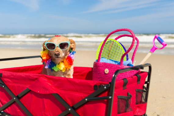 dog wearing sunglasses and sitting in wagon at the beach 