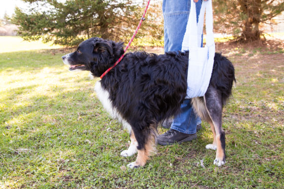 Dog with sling showing that cruciate ligament rupture is a prime example of compensatory injury in dogs