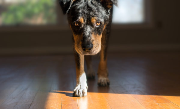 This dog is scared to walk on hardwood floor