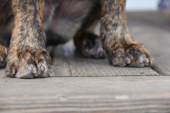 dog paw pads with dog toenails on wood floor