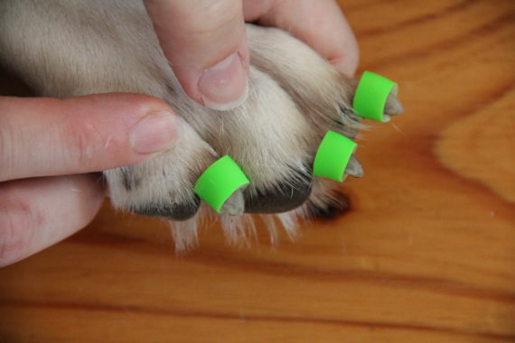 Dr. Buzby's ToeGrips® give each toe grip on hardwood floors