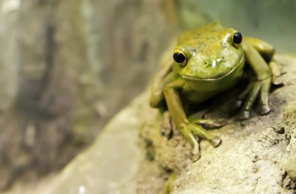 A tree frog with toes that have friction and traction