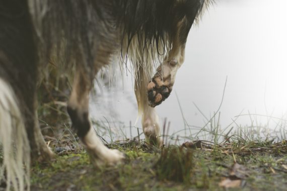 How much paw friction do dogs get from their paw pads? Photo of dog's feet in grass and mud