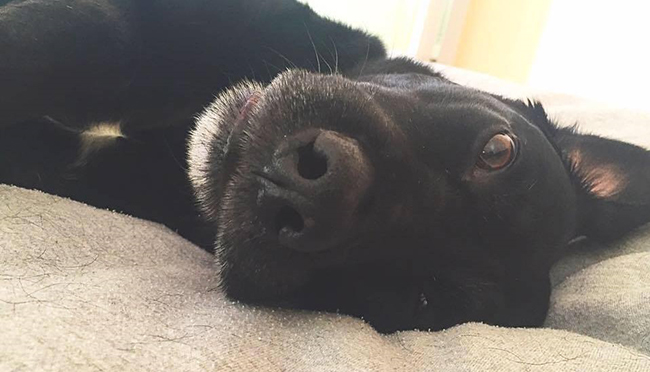 Close-up of black labrador retriever dog looking at camera as if she's sharing her secret of a dog slipping on floor no more