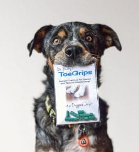 Ringo the Dog with ToeGrips® dog nail grips as a solution to dog slipping on hardwood floors