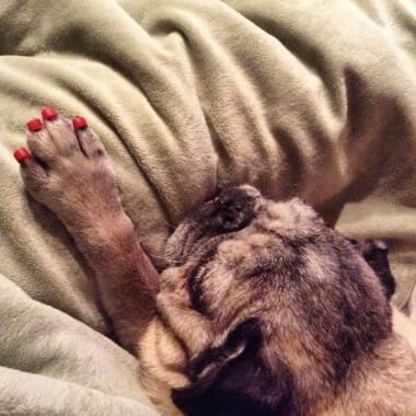 dog sleeping and wearing red ToeGrips® dog nail grips 