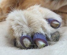 Close-up of dog's paw wearing blue ToeGrips® dog nail grips 