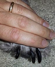 About Dog Nail Care: Proper dog nail care can improve quality of life!